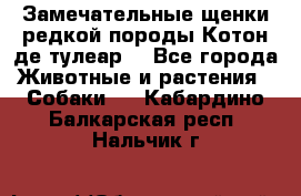 Замечательные щенки редкой породы Котон де тулеар  - Все города Животные и растения » Собаки   . Кабардино-Балкарская респ.,Нальчик г.
